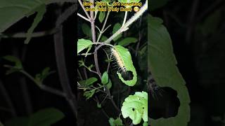 Tulsi plant care  Benefits of Holy Basil  Tulsi Plant growing holybasil herbs tulasiplant [upl. by Lubbock]