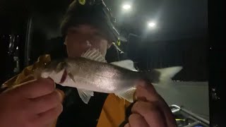 POOLE HARBOUR LIVE FISHING  bass and flounder [upl. by Gunar476]