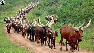 Granja de vacas Longhorn de Texas  ¿Cómo granjero criar millones de vacas de cuernos largos [upl. by Aremaj206]