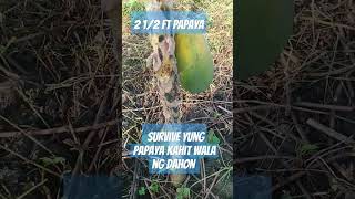 nature nature watchandlearn travelvlog papaya [upl. by Tuck258]