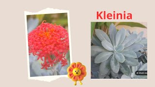 Kleinia funge  Senecio [upl. by Hamlin]