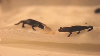 Baby Fire Belly Newts Baby Slug Feeding [upl. by Ettennal]