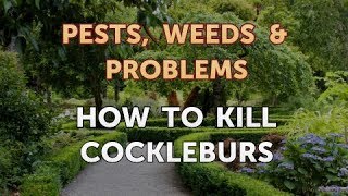 How to Kill Cockleburs [upl. by Liscomb]