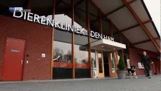 Dierenkliniek Den Ham [upl. by Jared]