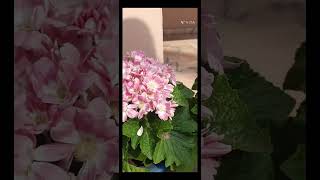 Beautiful pink Cineraria flowers 😍😍 l nature garden floweringplant ytshorts Valleyofflowers [upl. by Eoin]