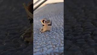 A Raging Mad Sea Snail Throws a Temper Tantrum nature ocean sealife 4k shorts oceancreatures [upl. by Nord637]