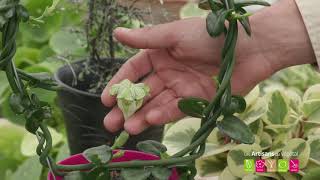 Quelle plante verte plantes dintérieur mettre dans son appartement  Originales et SANS ENTRETIEN [upl. by Padriac]