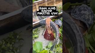 Panen Ikan Raksasa di Rawa Tangkapan Terbesar Sepanjang Hari tangkapikan ikanmonster shorts [upl. by Casie]