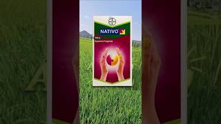 Best fungicide for paddy in telugu1  Nativo Fungicide  Paddy Cultivation [upl. by Dane]