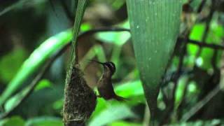 Longtailed Hermit Hummingbird  The Virtual Rainforest [upl. by Cates]