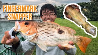 Fingermark Snapper Catch and Cook Vlog 10 [upl. by Ogir]