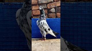 Taddy Madhi shahidpigeonchanel birds taddykabutar taddypigeons lovebirds [upl. by Nylcsoj461]