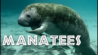 All About Manatees for Children Manatee Video for Kids  FreeSchool [upl. by Ahk]