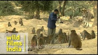 Man feeding bananas to macaques [upl. by Nnyroc]