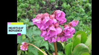 The pretty and medicinal Heartleaf Bergenia Bergenia cordifolia  Badan [upl. by Anerak290]