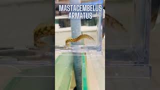 🐍🐟💦 Mastacembelus Armatus per il tuo acquario [upl. by Avra]