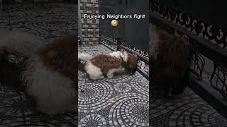 Enjoying neighbors fight🤣  shorts comedy youtubeshorts fighting funny gaming dog reels yt [upl. by Anaerol]