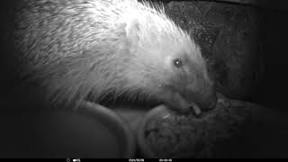 7th May Hedgehogs in my garden [upl. by Carrick]