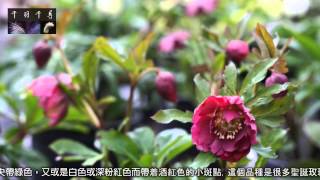 20121203 千羽千尋 聖誕玫瑰 Lenten Rose [upl. by Cori]