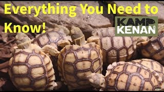 The ULTIMATE SULCATA Tortoise Care INSTRUCTIONS  Kamp Kenan S3 Episode 34 [upl. by Enecnarf]