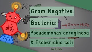 Gram Negative Bacteria Pseudomonas aeruginosa and Escherichia coli [upl. by Ellebasi]