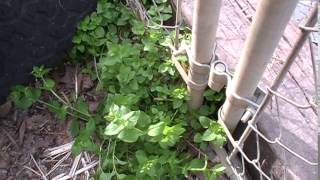 Foraging Chickweed [upl. by Nareht]