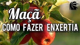 Como enxertar maçã  Enxertia em Macieira [upl. by Anala]