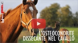 Losteocondrite dissecante nel cavallo [upl. by Kellsie355]