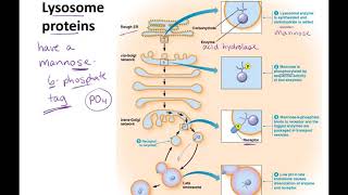 Endosomes to Lysosomes lecture [upl. by Enorahs917]