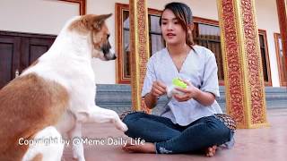 Amazing little girl playing with dog at Home  Beautiful girl give special food to Dogs Group [upl. by Ullman]