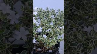 Flowering Serissa Bonsais bonsai love gardening flowers shortsfeed shorts beautiful [upl. by Soirtimid]