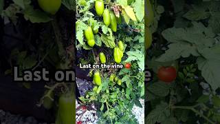 Green tomatoes holding on before the first freeze 🍅❄️ HarvestSeason Garden tomato [upl. by Eiuqcaj]