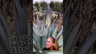 Look at the Agave bloom 👀 🌸 plants landscape shorts [upl. by Codee]