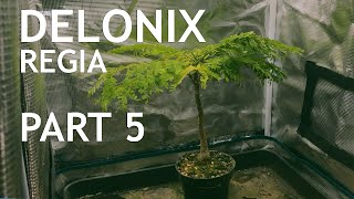 Delonix Regia Part 5 [upl. by Mears187]