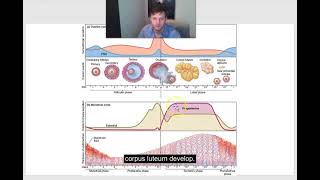 human contraceptive pharmacology [upl. by Shore553]