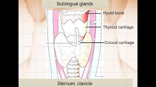 KORNeck US anatomy1sublingual gland vallecula pyriform sinus and parathyroid glands [upl. by Dumanian713]