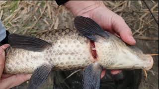 CARP FEEDER  LAGUNA LAKE KIKINDA [upl. by Nirred418]