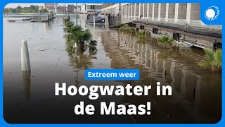 Extreem hoogwater in de Maas [upl. by Aniled628]