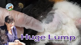 Guinea pig enormous sebaceous cyst on her rump  can we help her [upl. by Odrawde338]