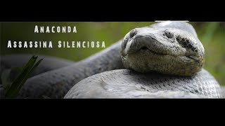 Anaconda Assassina Silenciosa [upl. by Goddart]