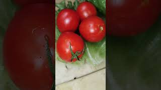 Melhor tomate plantado em casa [upl. by Lanti75]