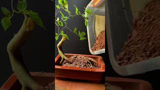 Bonsai Trees For Beginners [upl. by Hosbein]