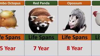 ComparisonTheShortestandLongestLifespansofAnimals [upl. by Dwyer]