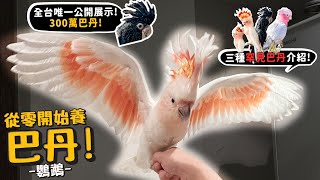 【從零開始養】三種巴丹台灣唯一公開展示300萬紅尾黑巴丹愛鳥成痴每天240種新鮮食材給車輪冠鸚鵡粉紅巴丹【許伯簡芝】 [upl. by Nelubez]