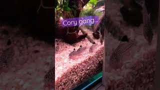 Corydoras Julii gang terrorizes my tank  shorts [upl. by Culver]