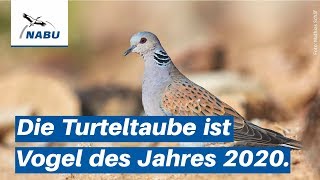 Die Turteltaube  Vogel des Jahres 2020 [upl. by Conah340]