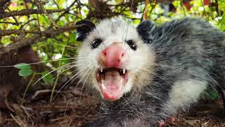 Top 7 Amazing Opossum Facts [upl. by Sammy]