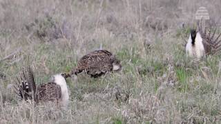 Greater sage grouse lek in Morgan County [upl. by Nolrev124]