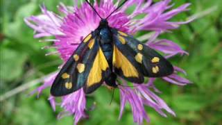 Zygaena transalpina tilaventa mit gelber abflava Eine Fotoschau von Karin und Wolfgang Schmökel [upl. by Enyahc]