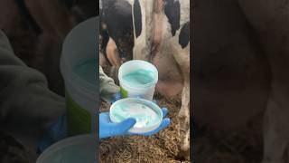 INFECTION MASTITIS COWS animals milking cow veterinary farm technology [upl. by Aisatsanna]